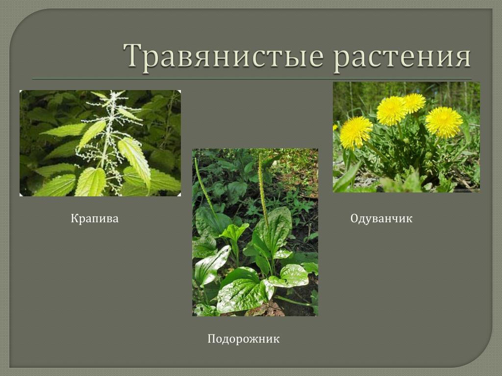 Примеры про растения. Травянистые растения 2 класс окружающий мир. Травянистые растения названия. Травянистые растения примеры. Виды травянистых растений.